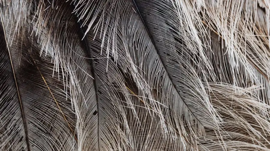 Soft grey feathers in close-up