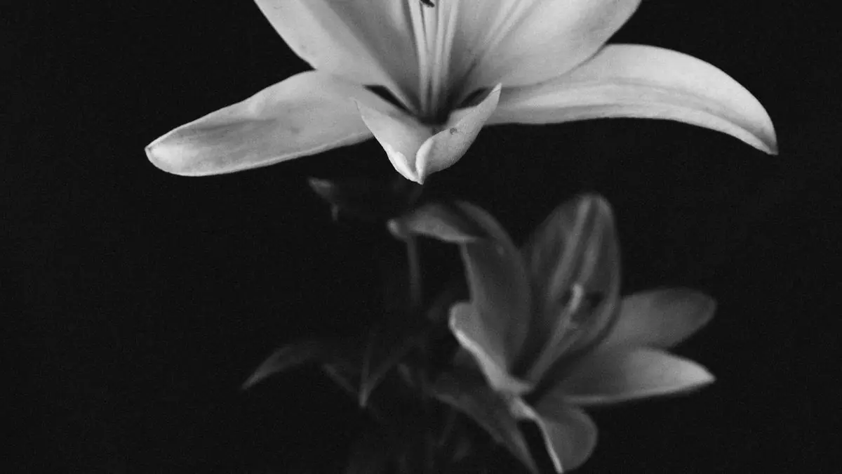A white lily photographed in black and white against a dark background